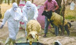 العراق يحظر استيراد الحيوانات من تركيا